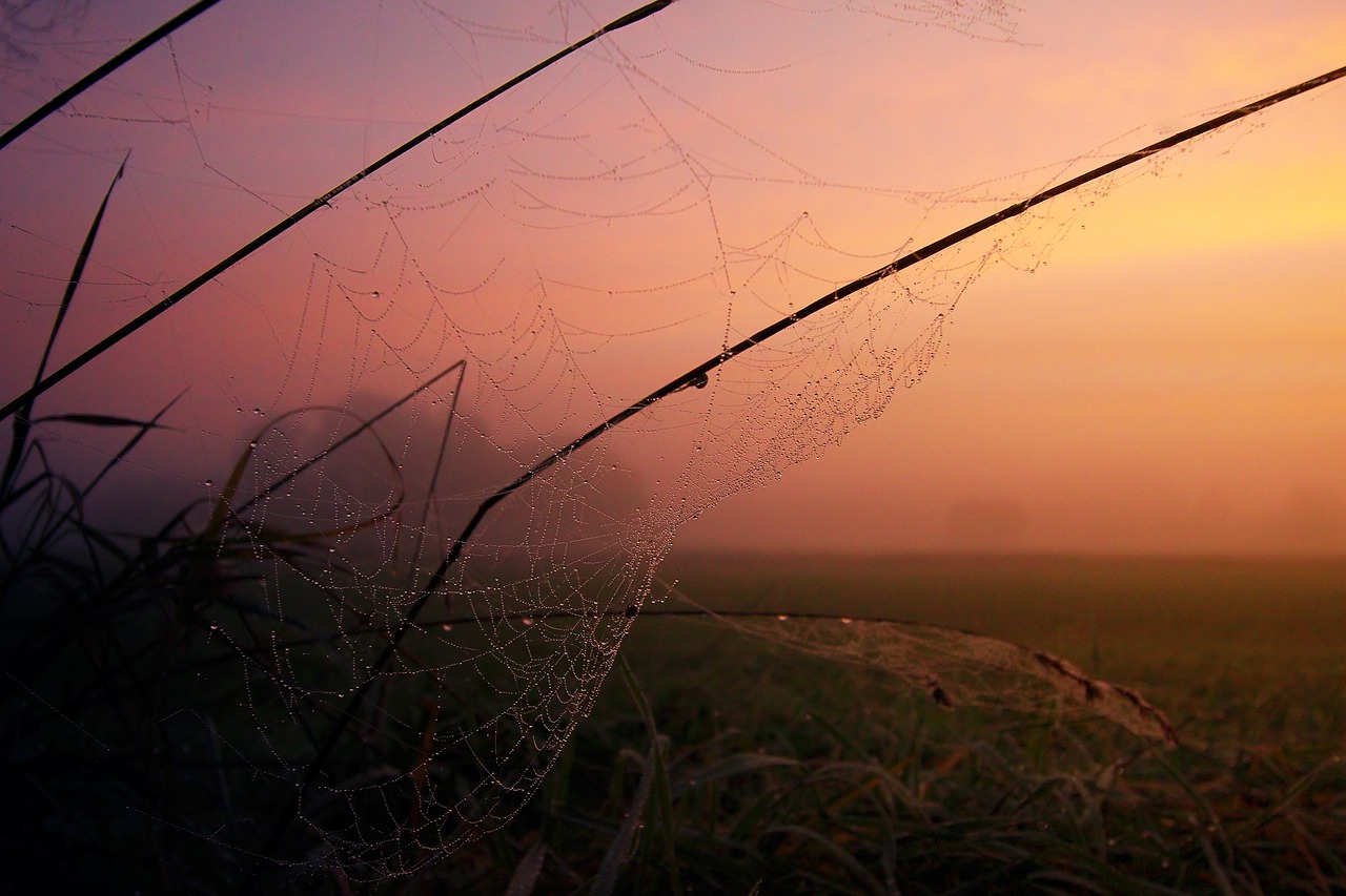 nature sunset fog free photo