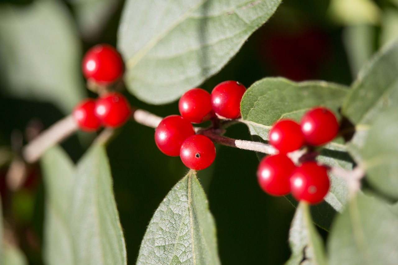 nature leaf berry free photo