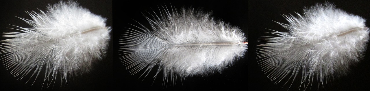 nature feather desktop free photo