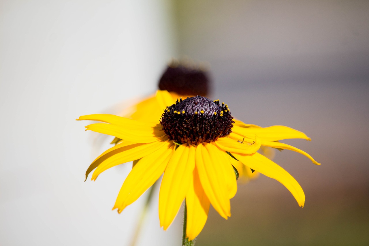 nature flower summer free photo