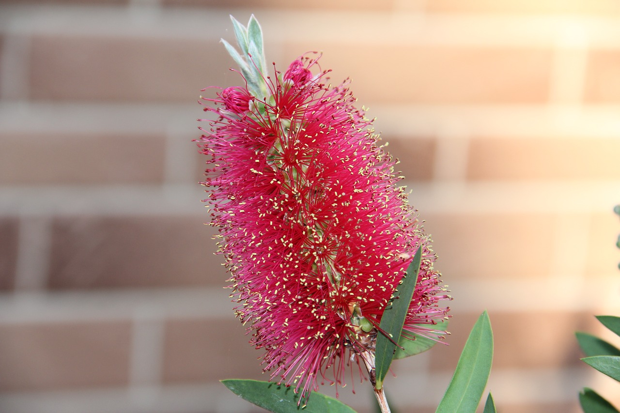 nature flora flower free photo