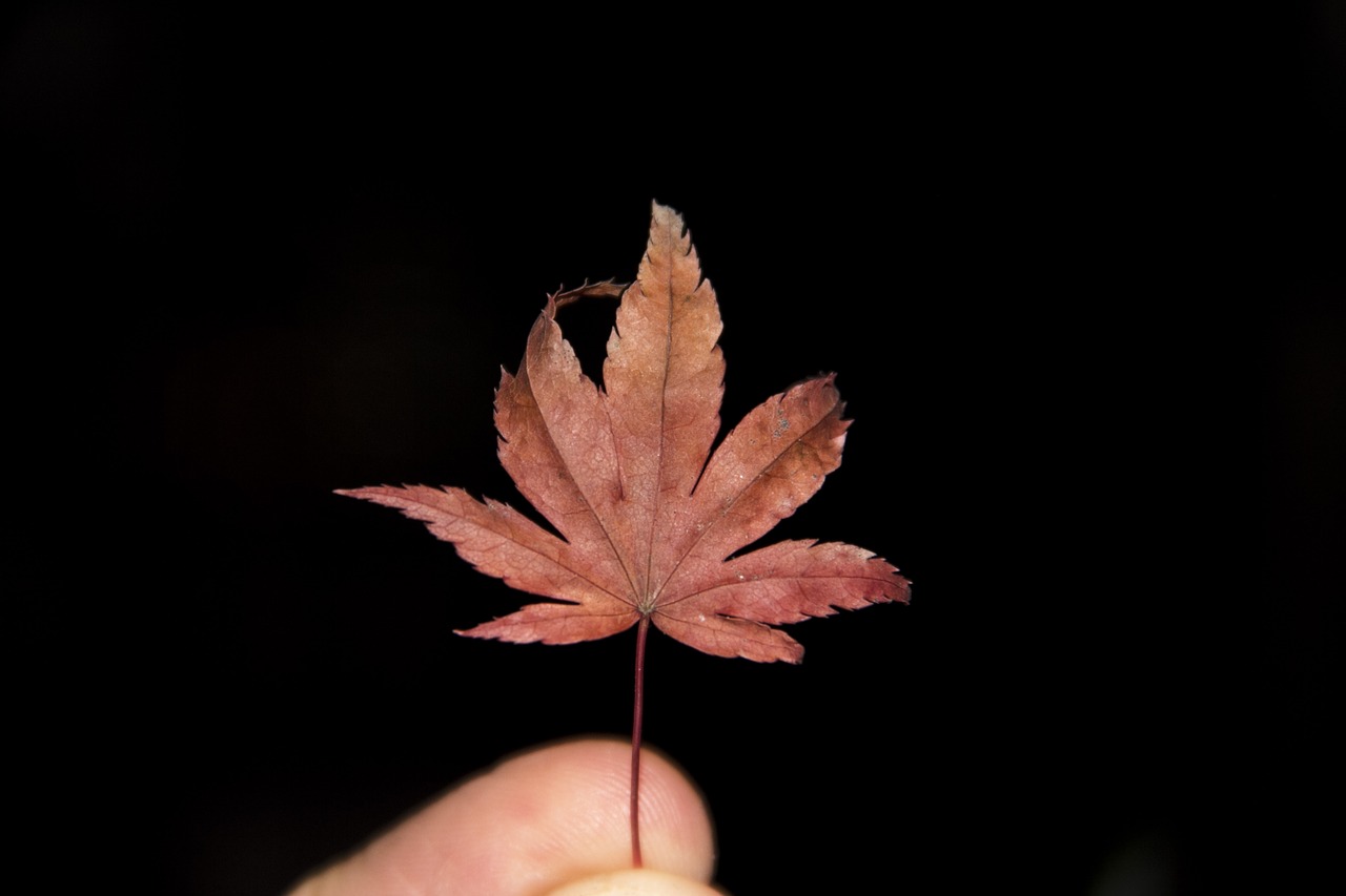 nature leaf leaves free photo