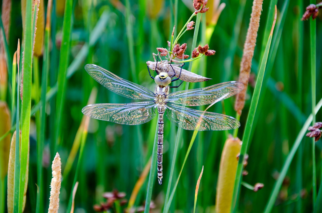 nature grass plant free photo