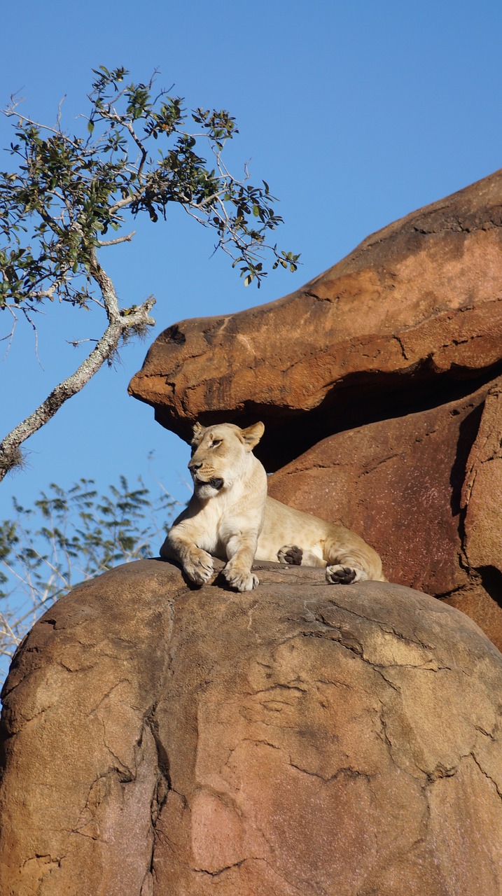 nature rock mammal free photo