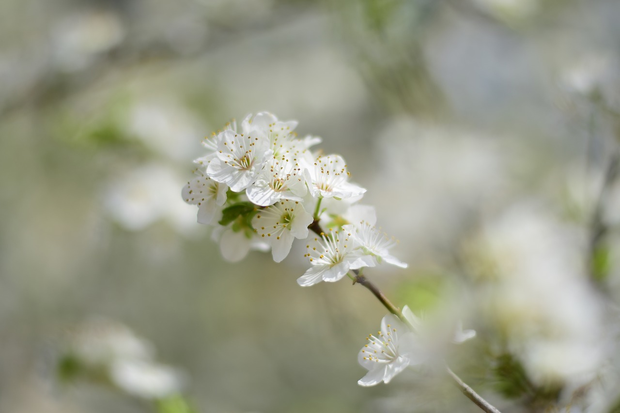 nature flower plant free photo