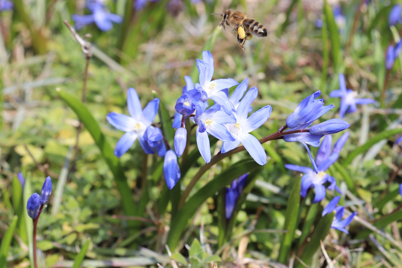 nature plant flower free photo