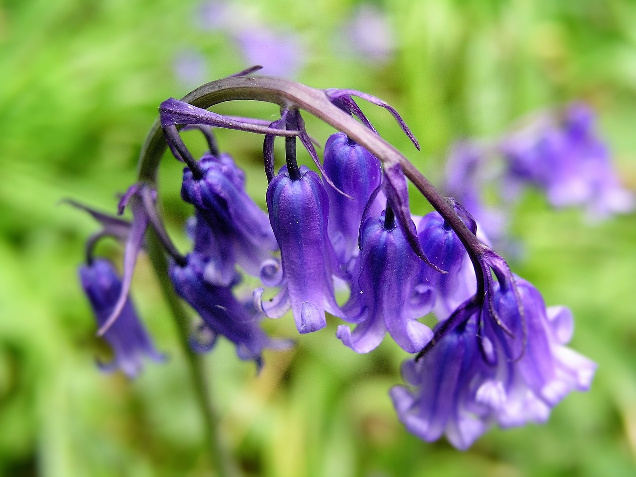 nature flower flora free photo