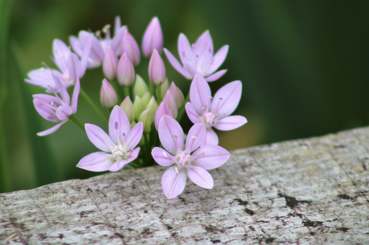 nature flower flora free photo