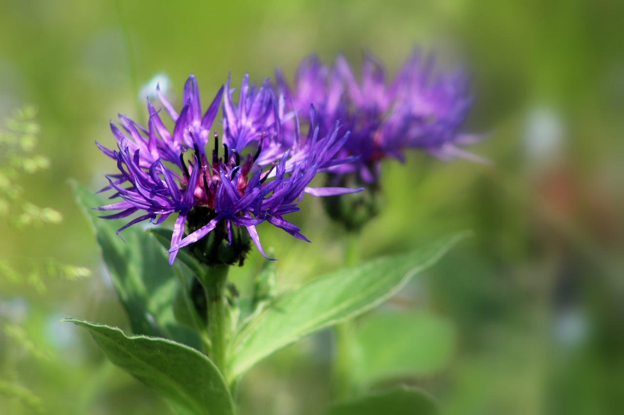 nature summer flower free photo