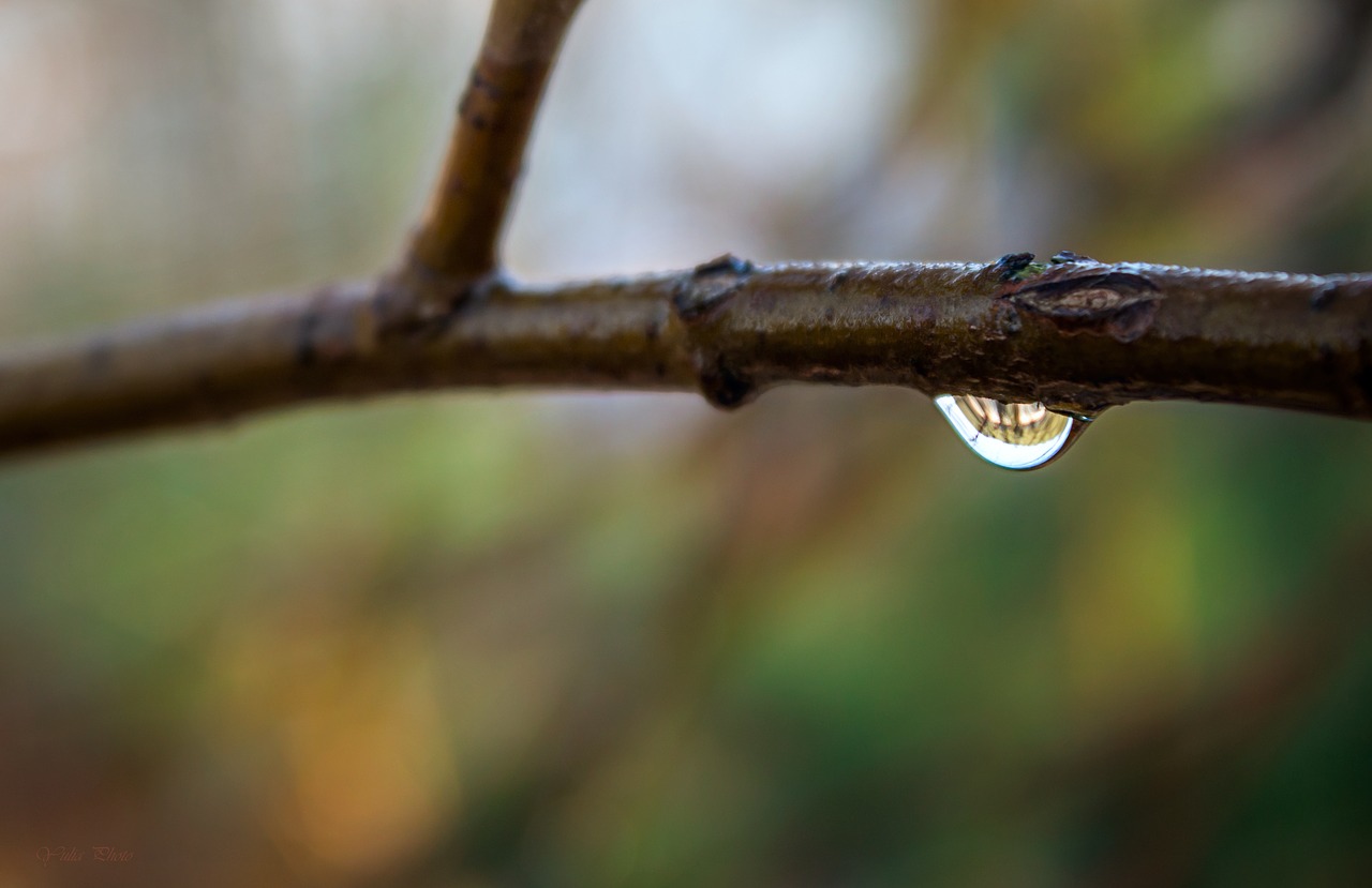 nature tree outdoors free photo