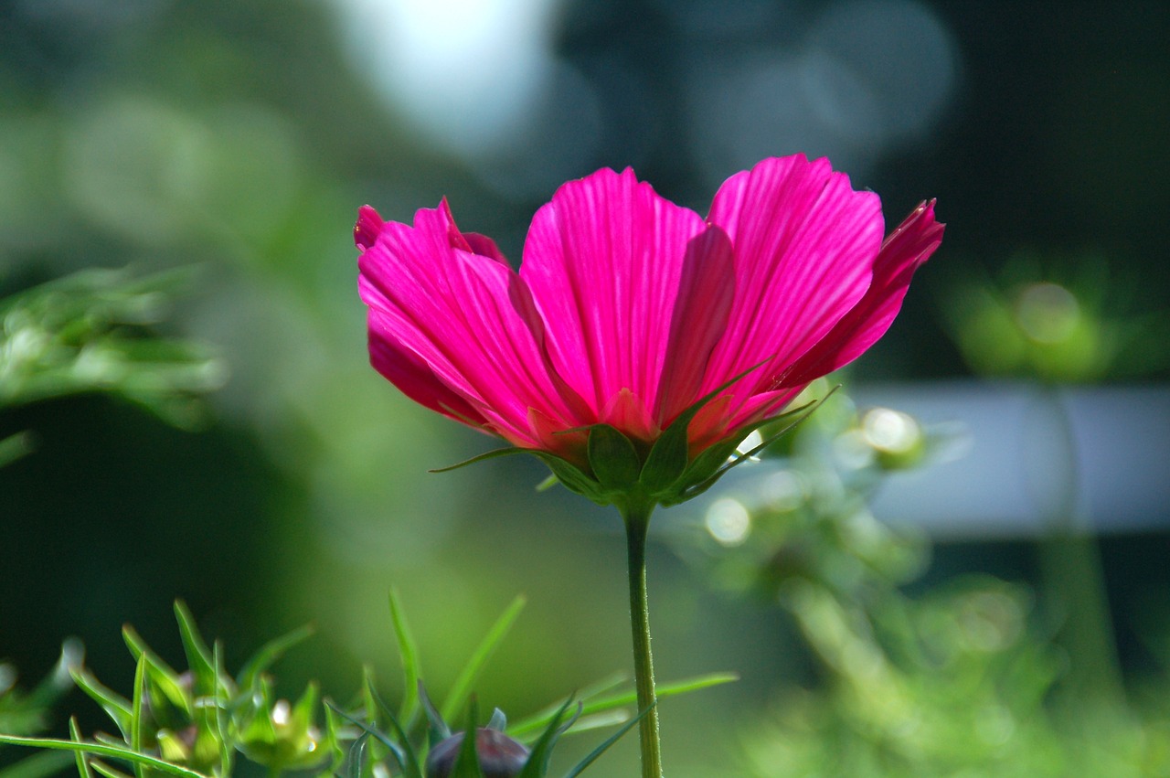 nature plant summer free photo