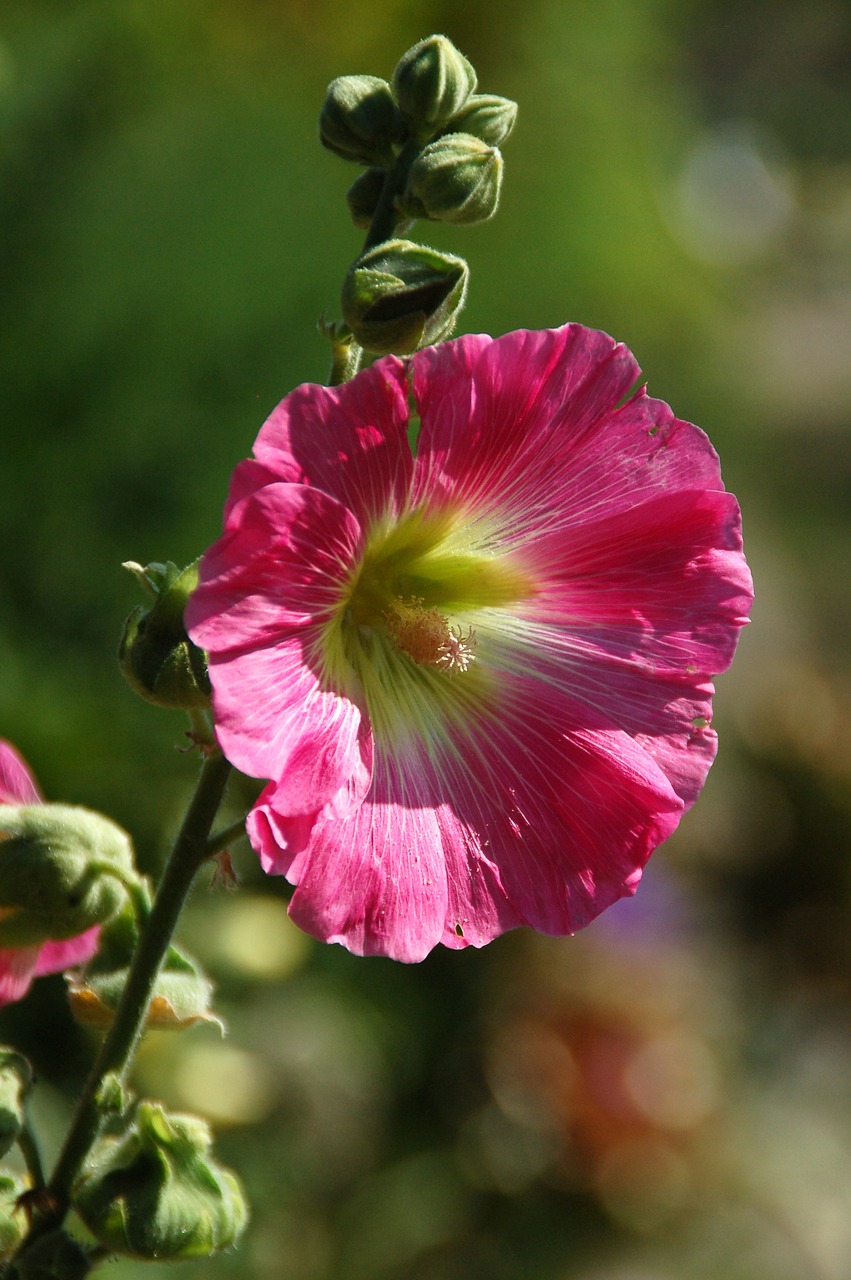 nature plant garden free photo