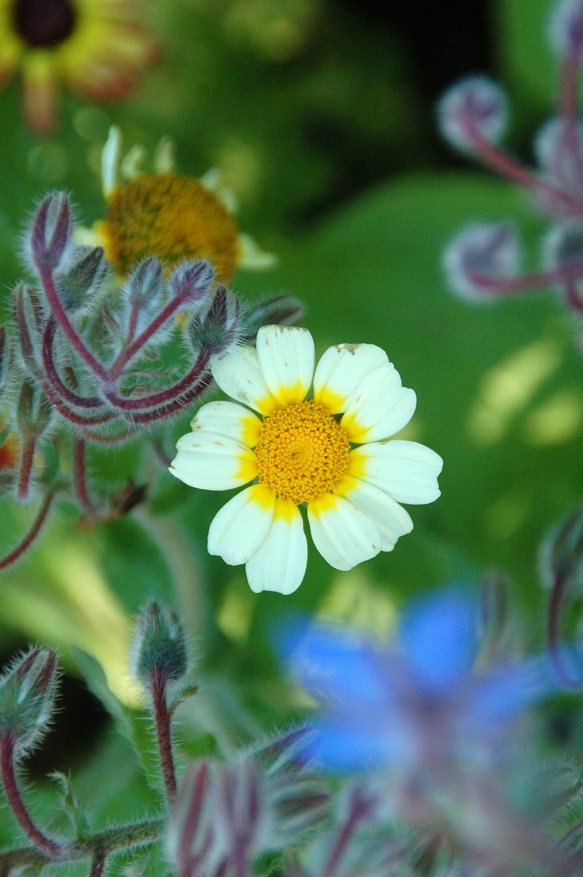 nature plant garden free photo