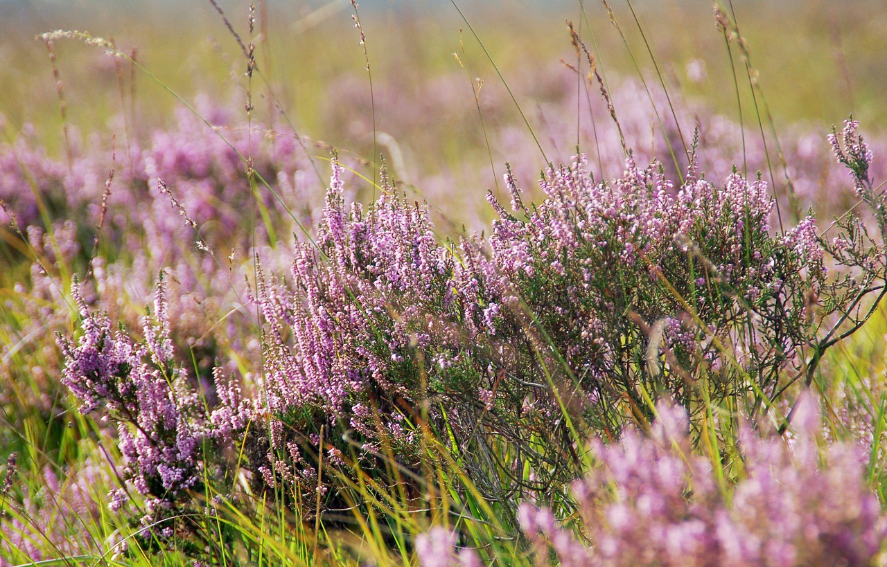 nature field plant free photo