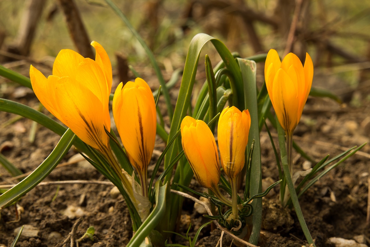 nature plant flower free photo