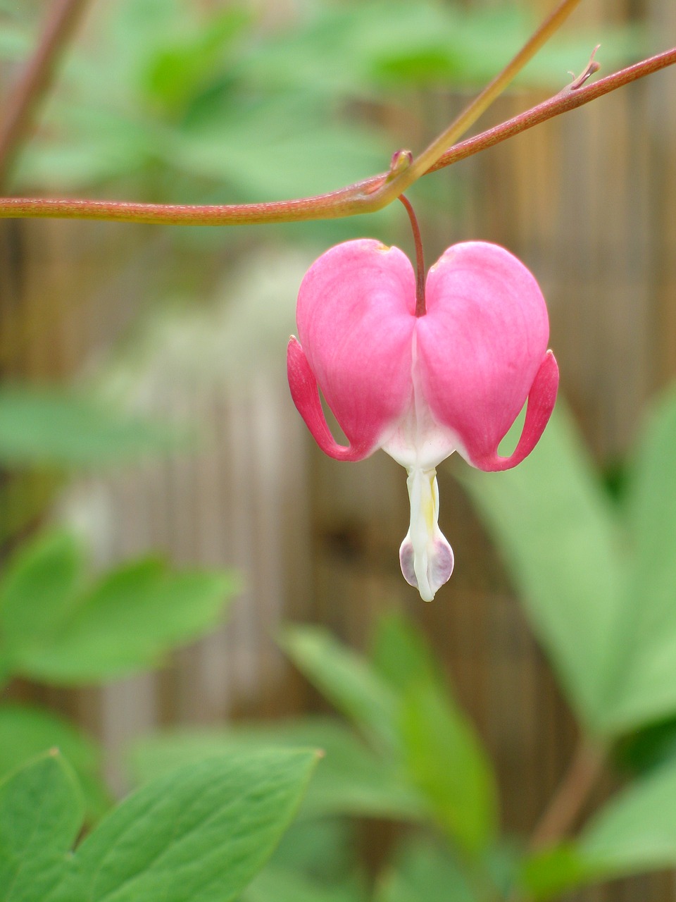 nature leaf plant free photo