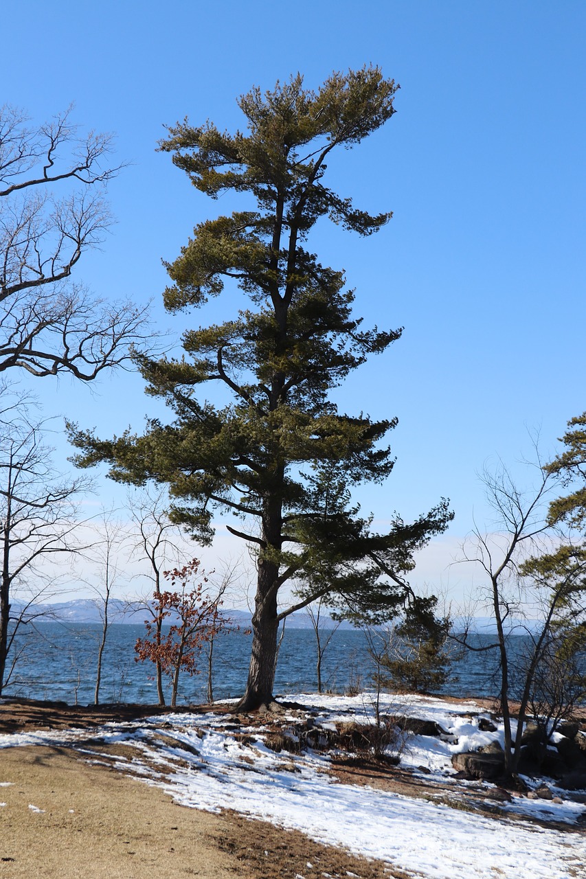 nature tree outdoors free photo