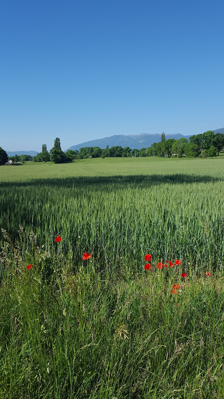 nature field summer free photo