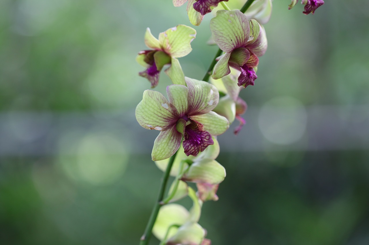 nature flora flower free photo