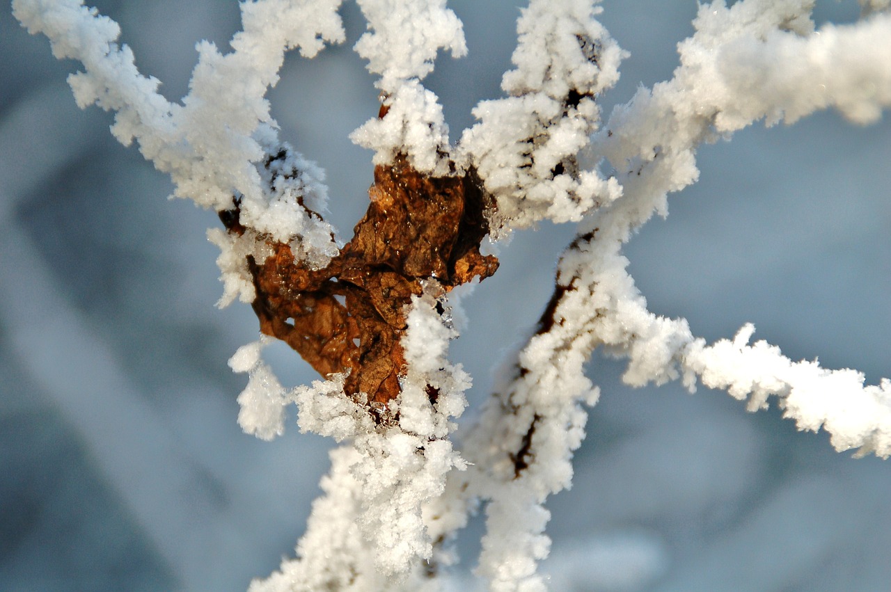 nature frost sheet free photo