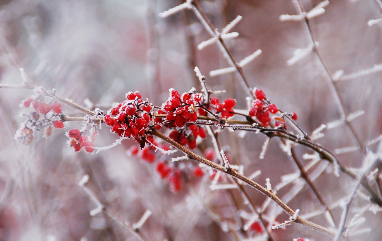 nature branch plant free photo