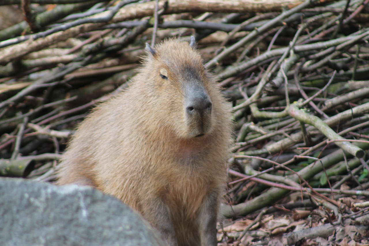 nature capybara mammal free photo