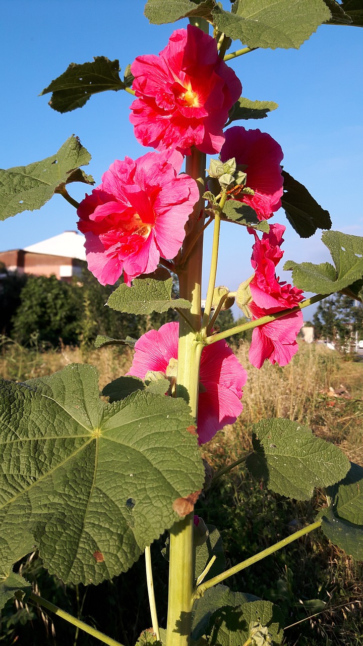 nature plant flower free photo