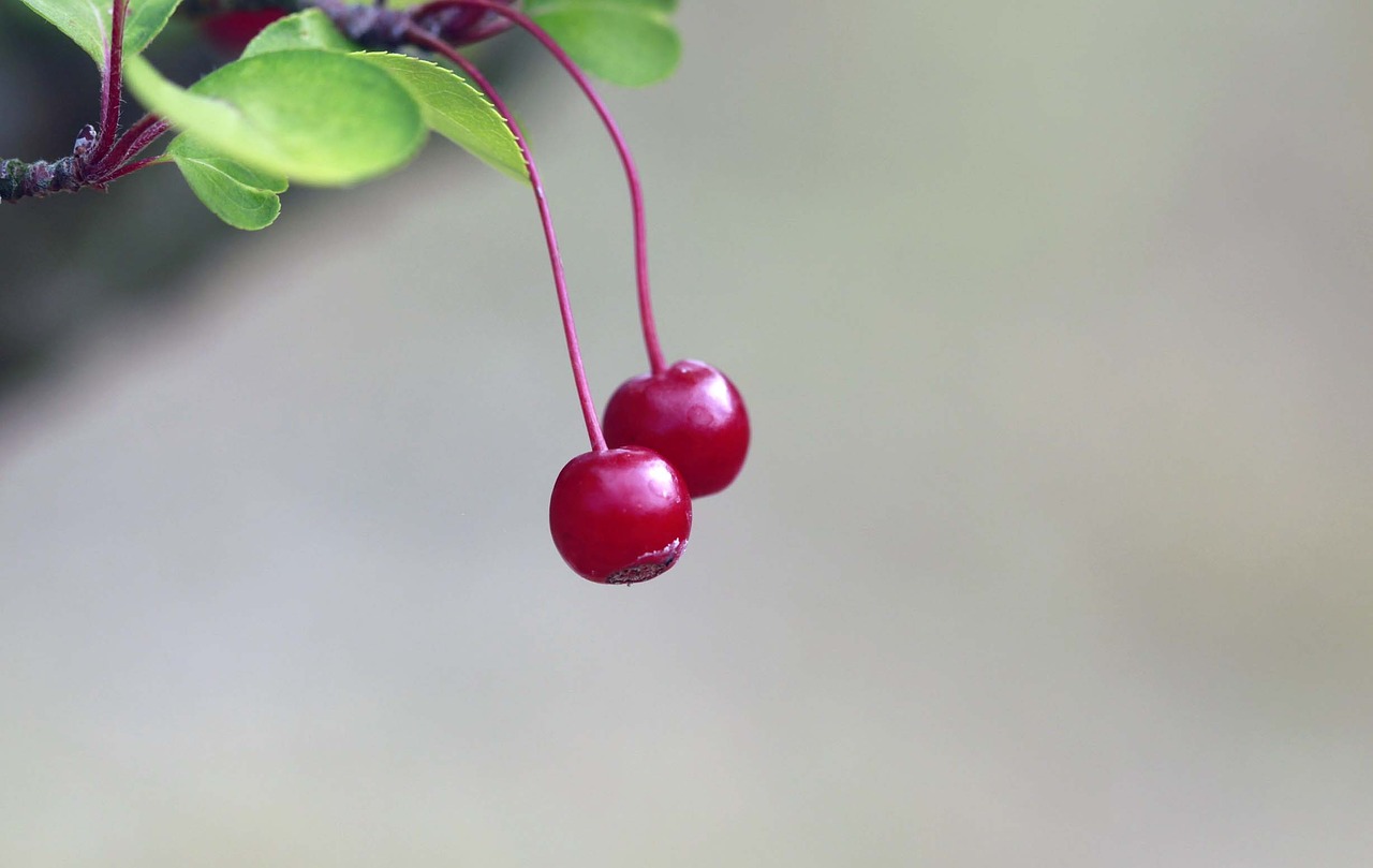 nature leaf fruit free photo