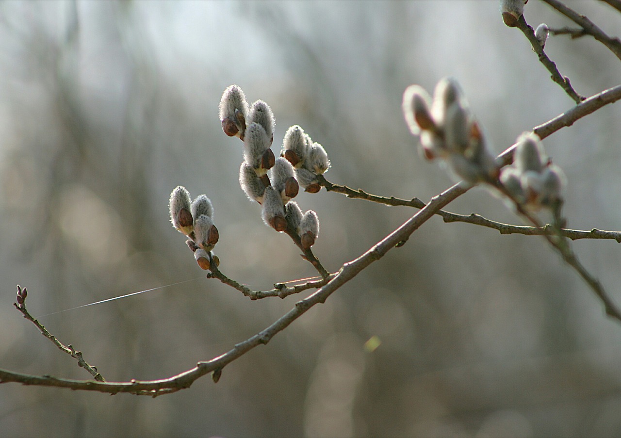 nature tree plant free photo