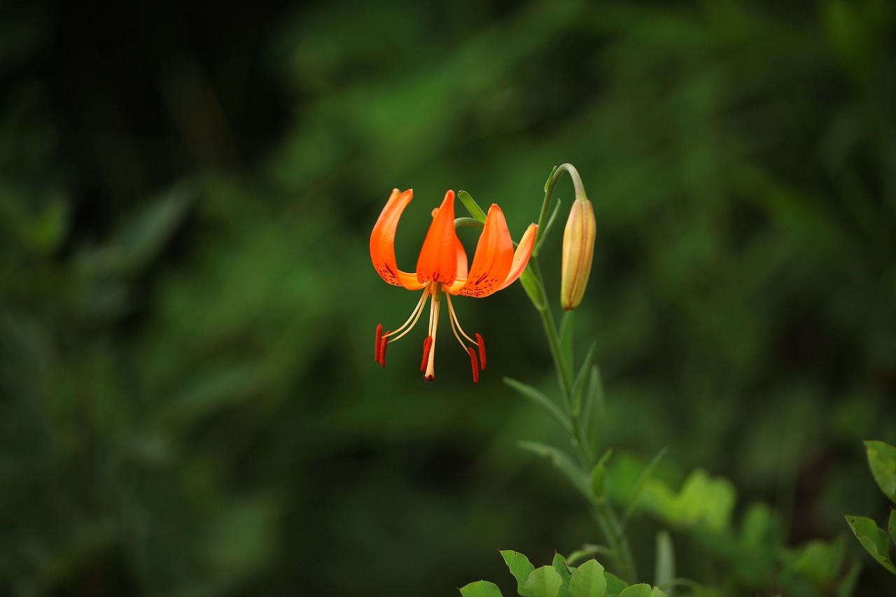 nature flowers plants free photo