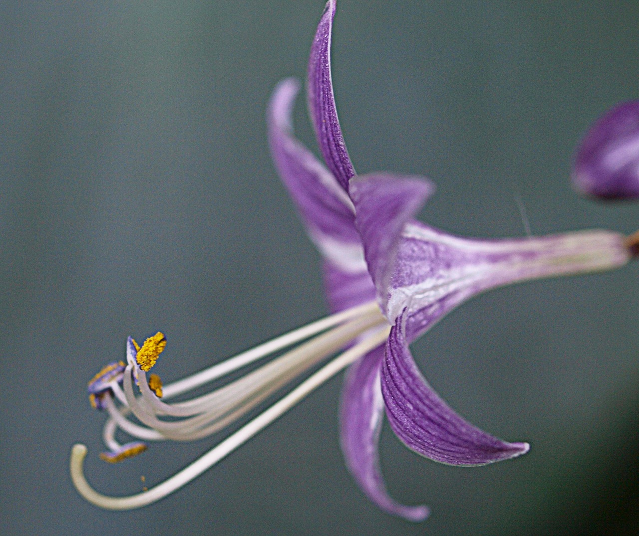 nature flower flora free photo