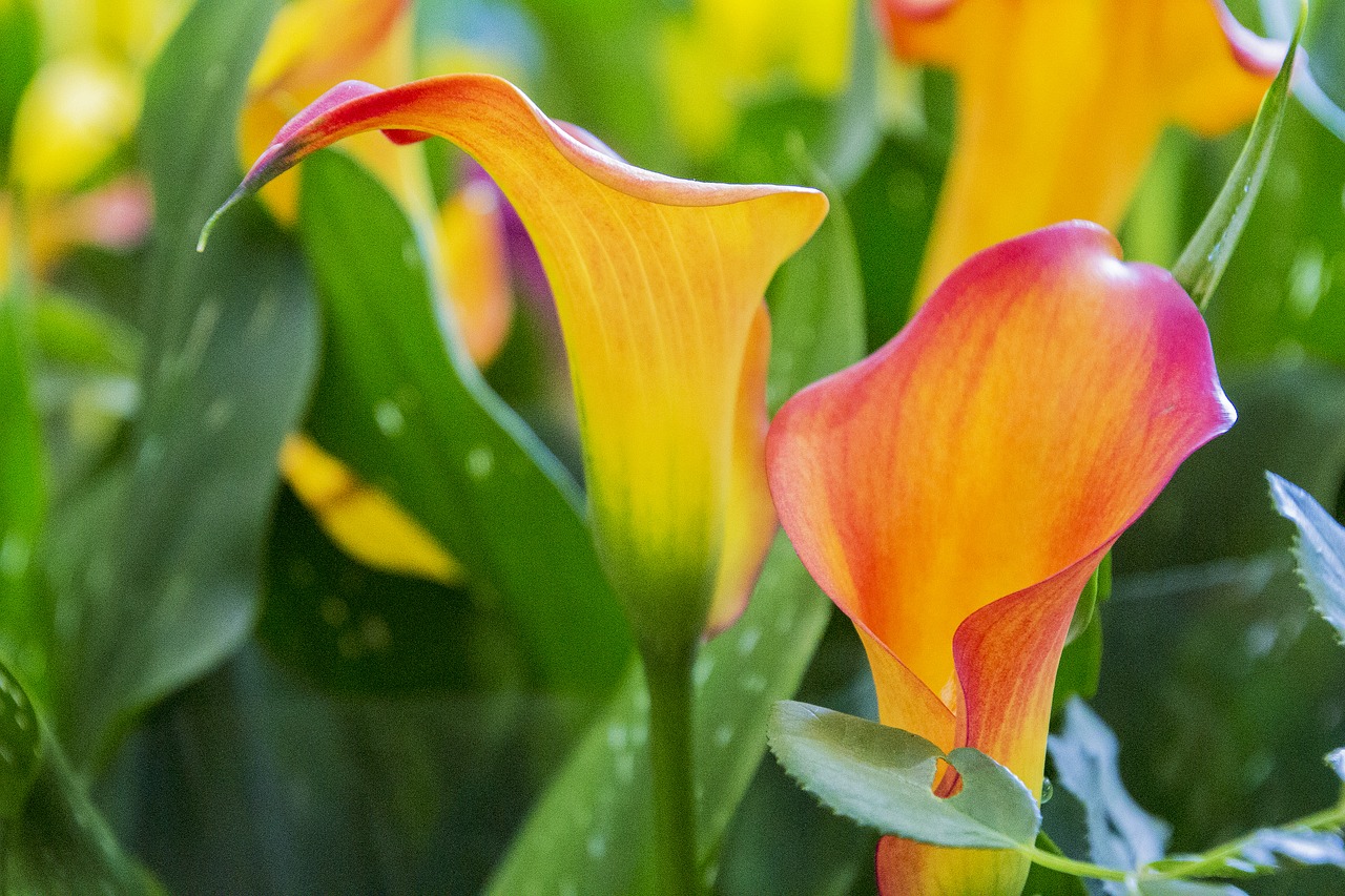 nature flower plant free photo