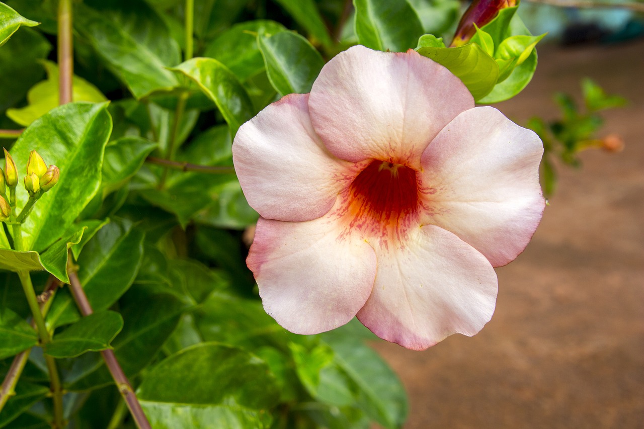 nature flower plant free photo