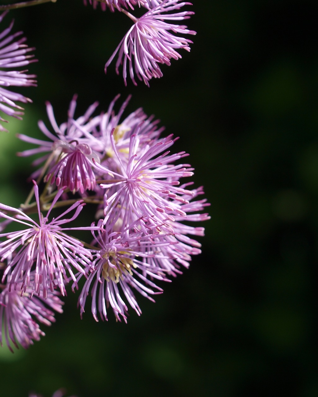 nature flower flora free photo