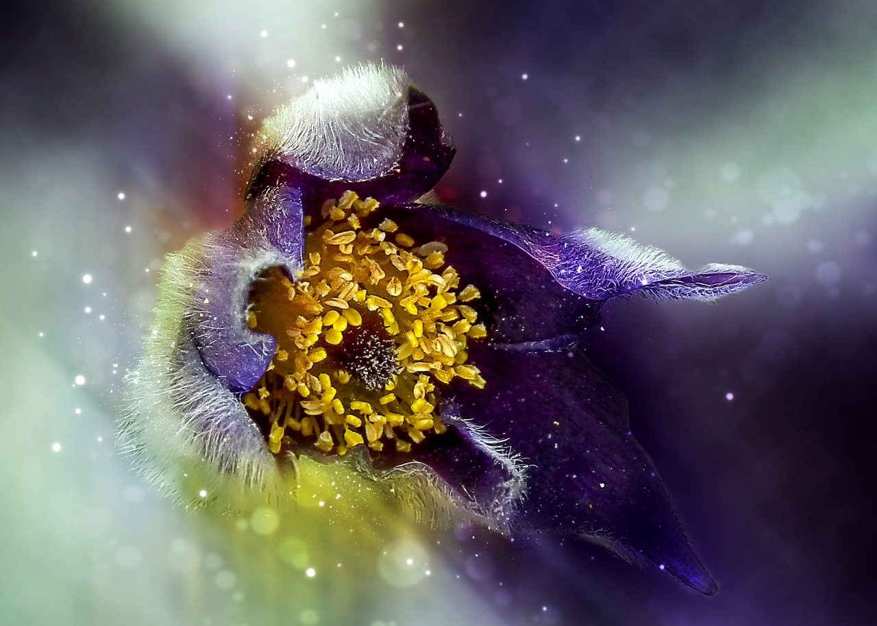 nature flower anemone free photo