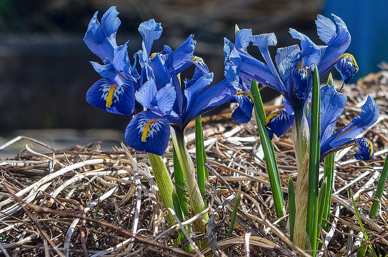 nature plant flower free photo