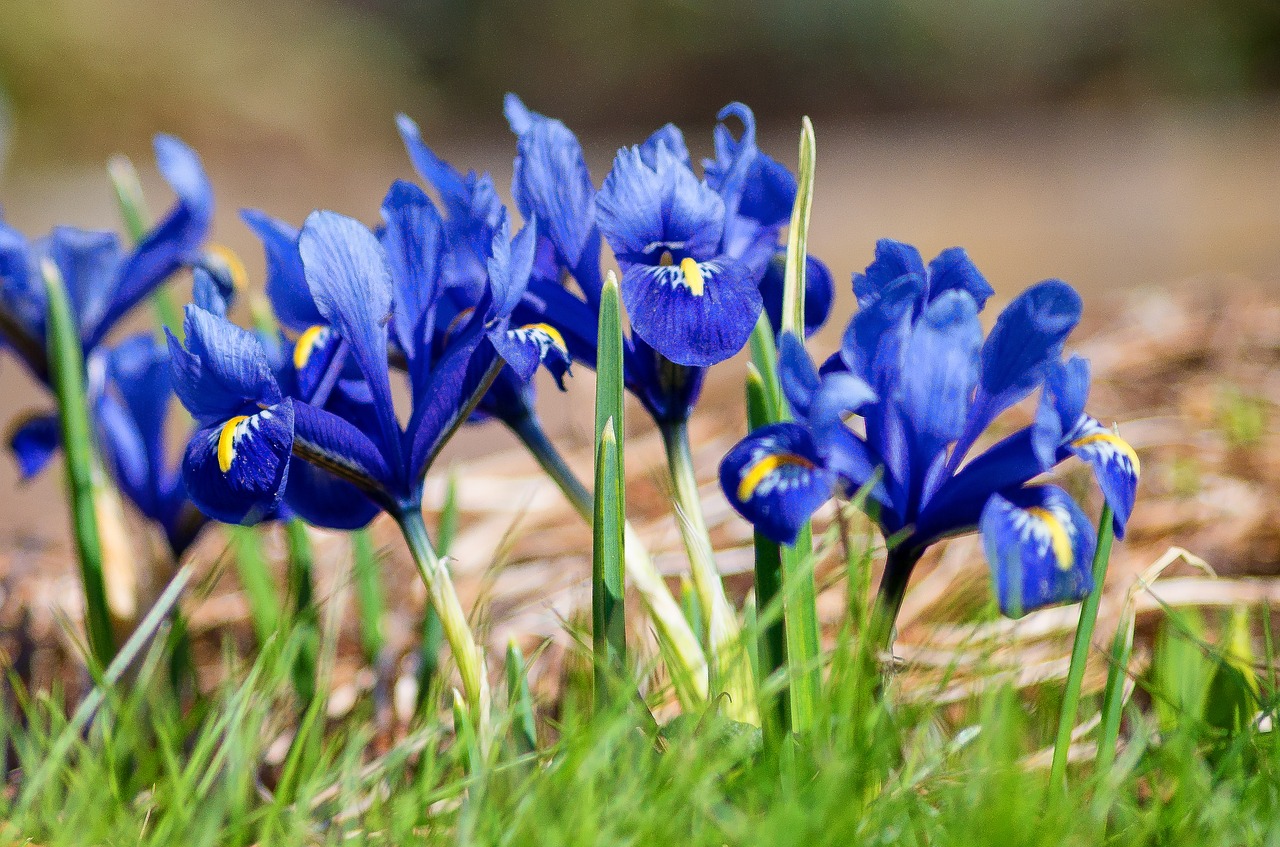 nature plant flower free photo