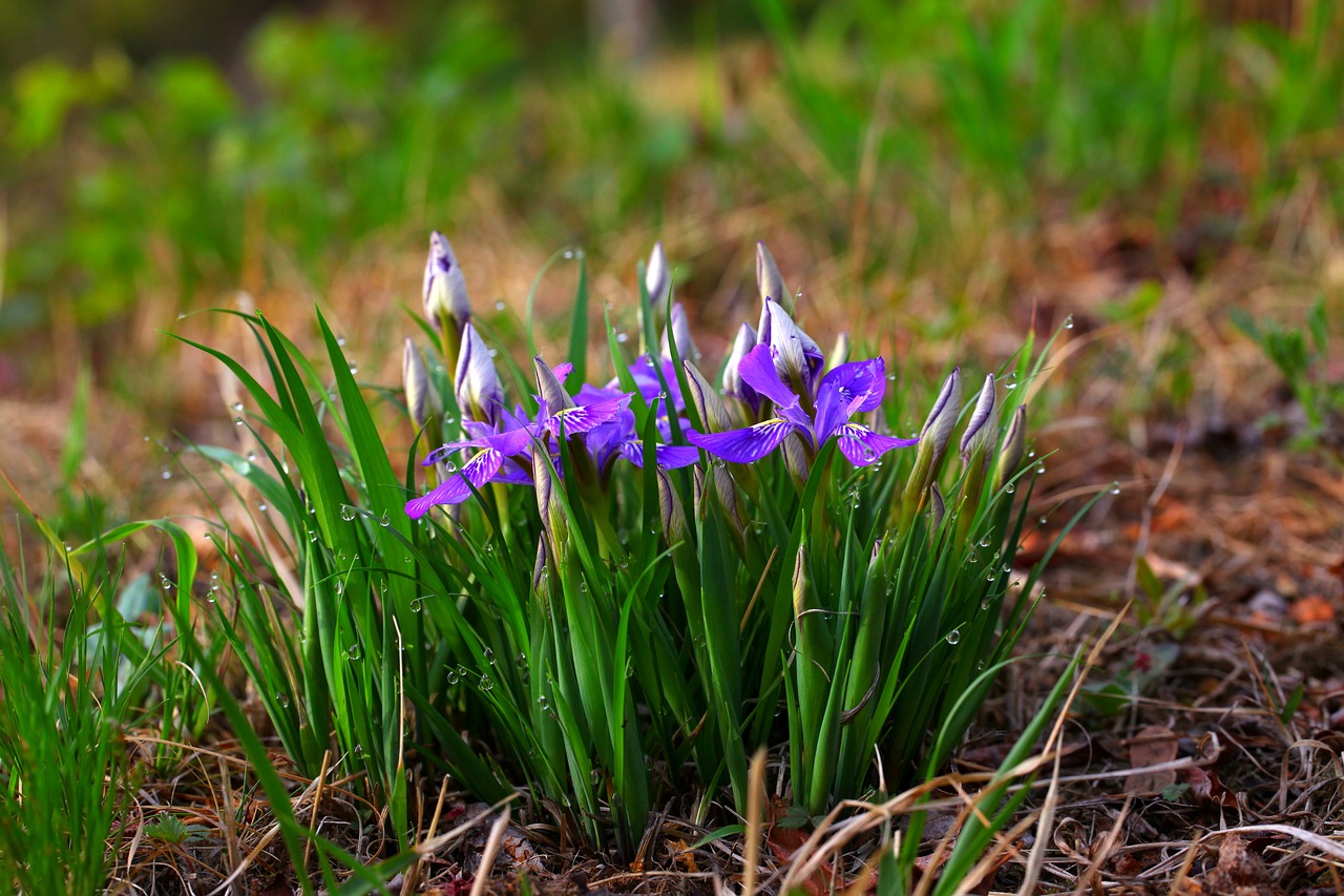 nature grass plants free photo