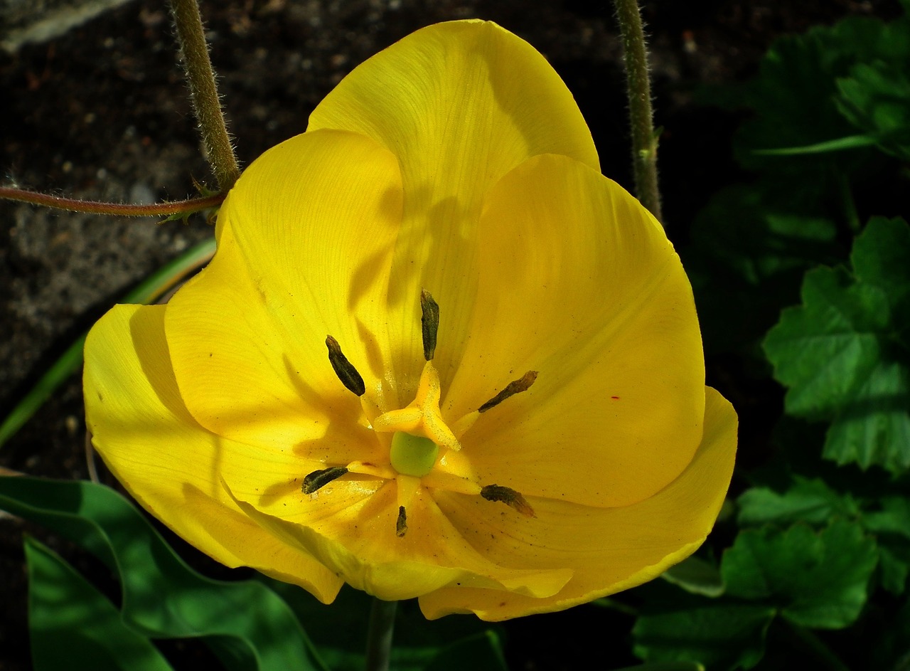 nature flower tulip free photo