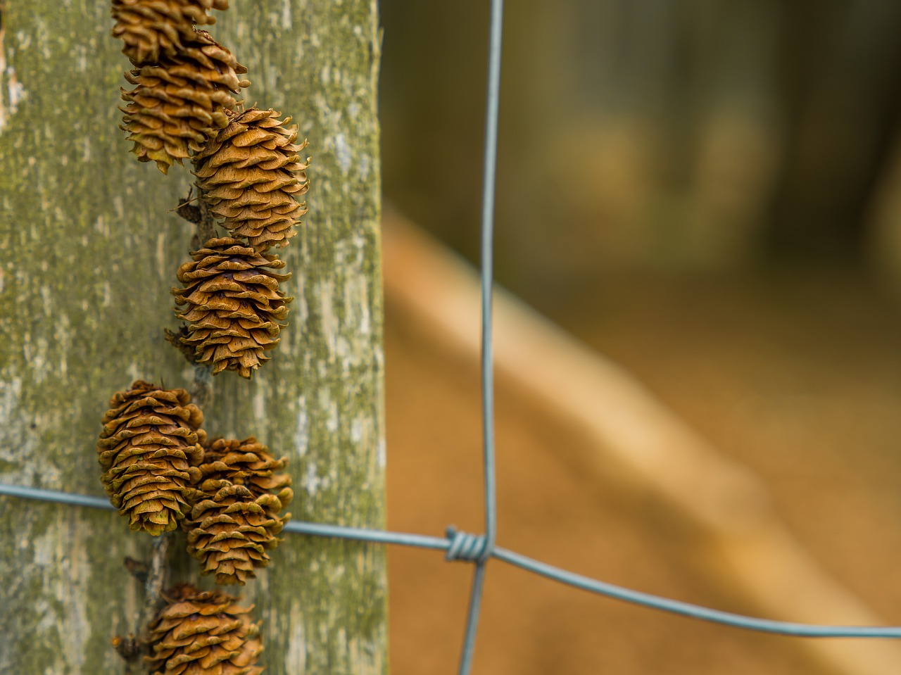 nature pine cones live free photo