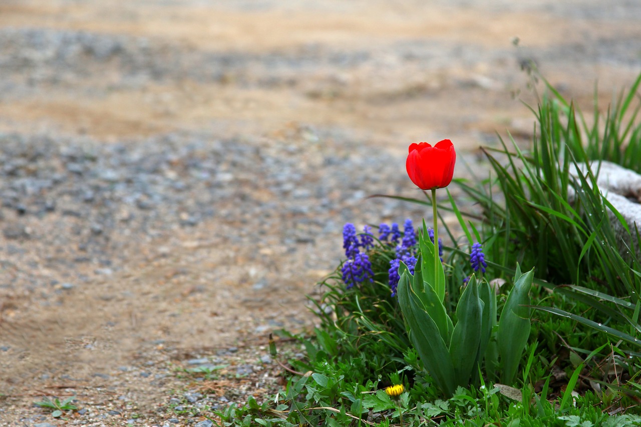 nature flowers grass free photo