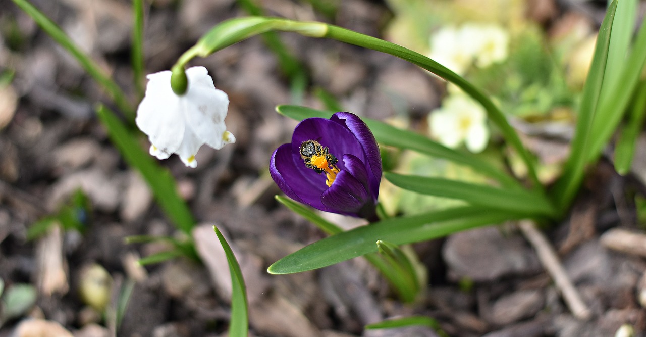 nature flower leaf free photo