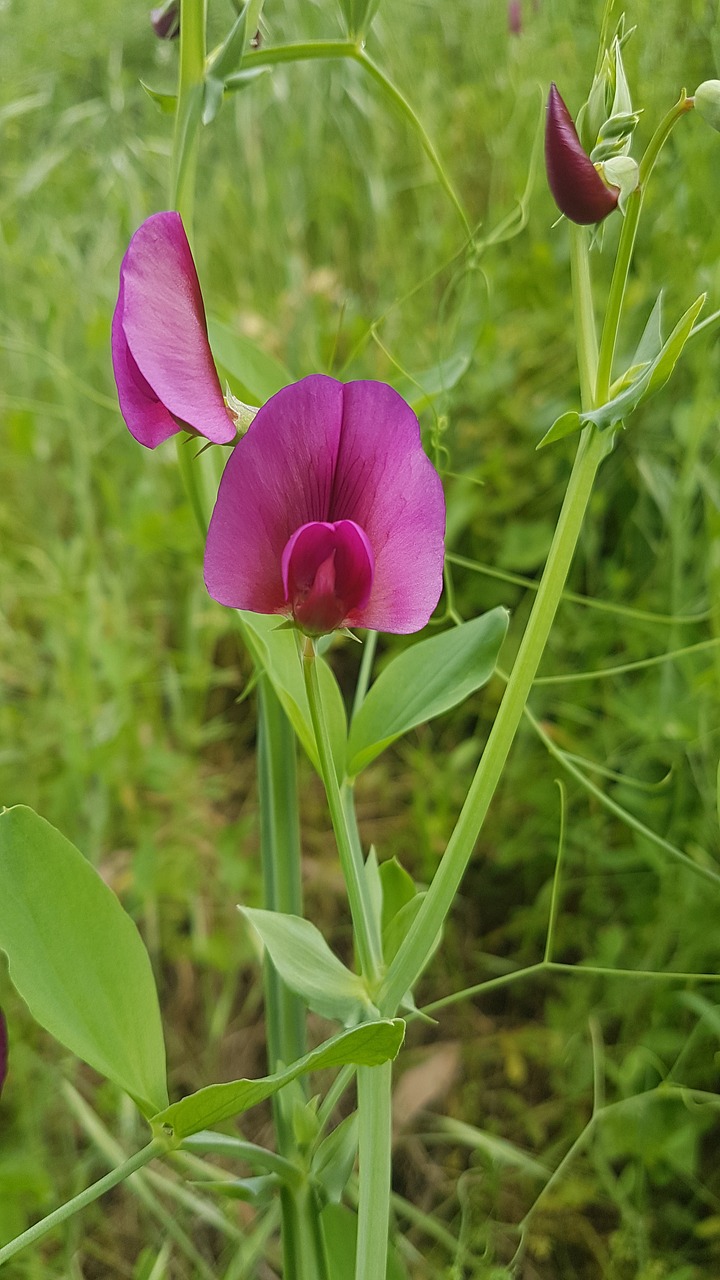 nature flora summer free photo