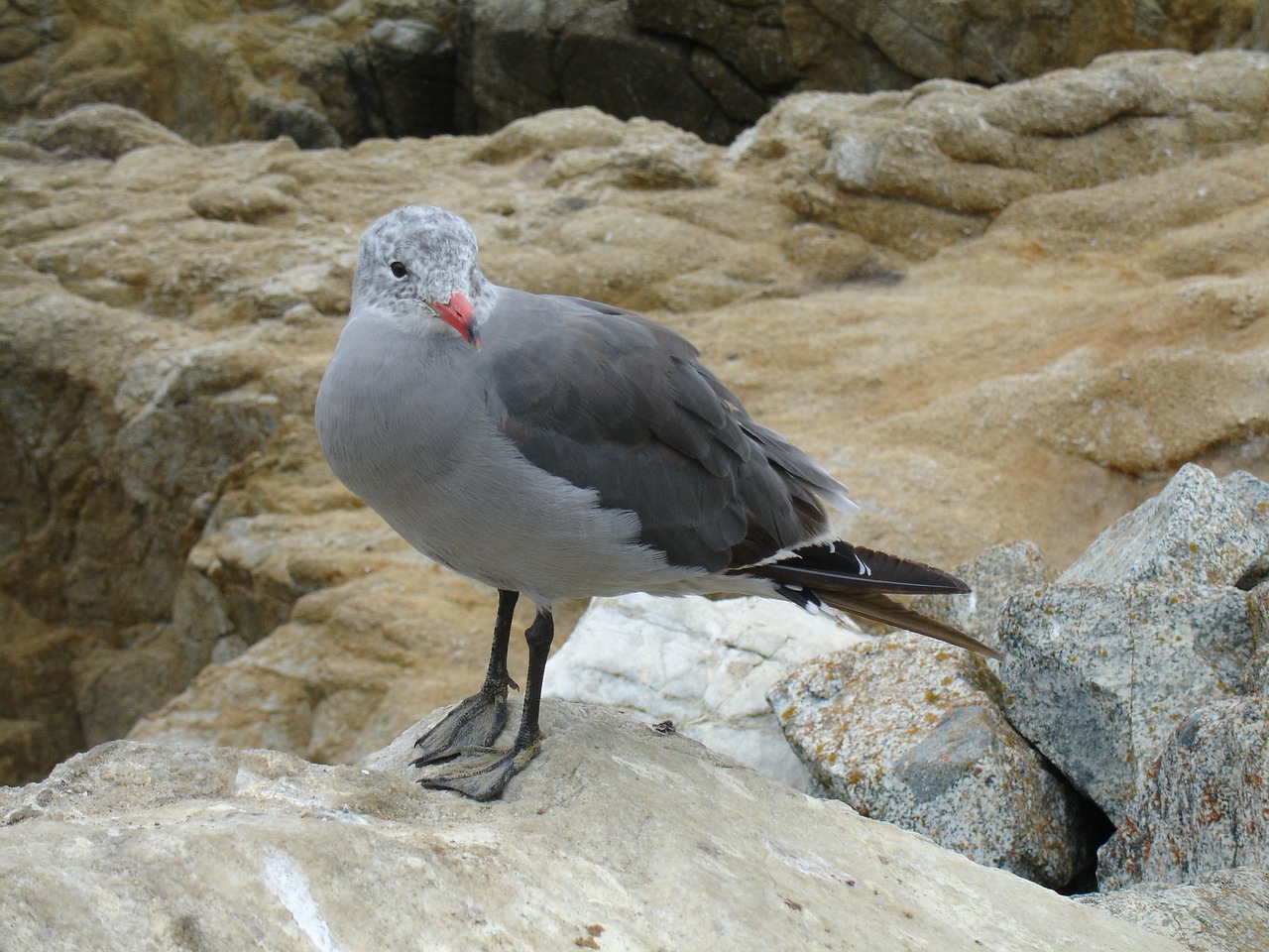 nature rock bird free photo