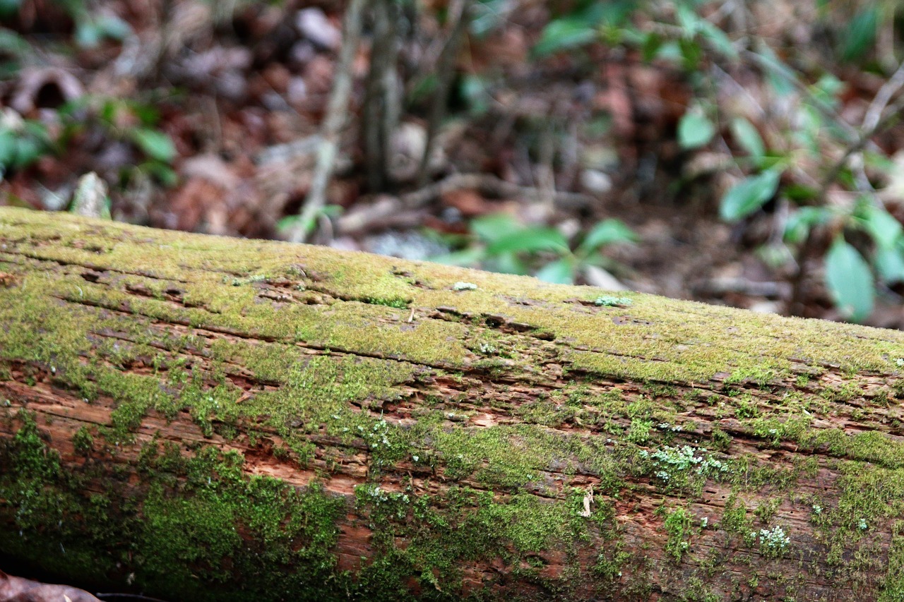 nature wood flora free photo