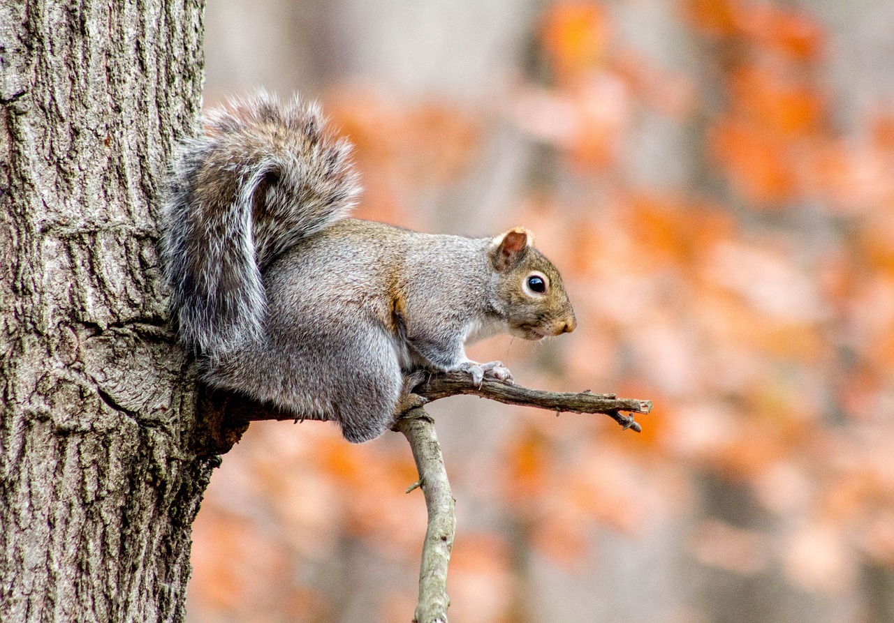 nature wildlife tree free photo