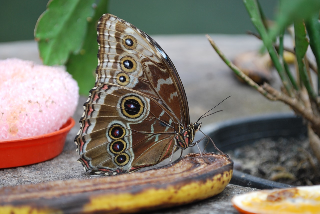 nature butterfly insect free photo