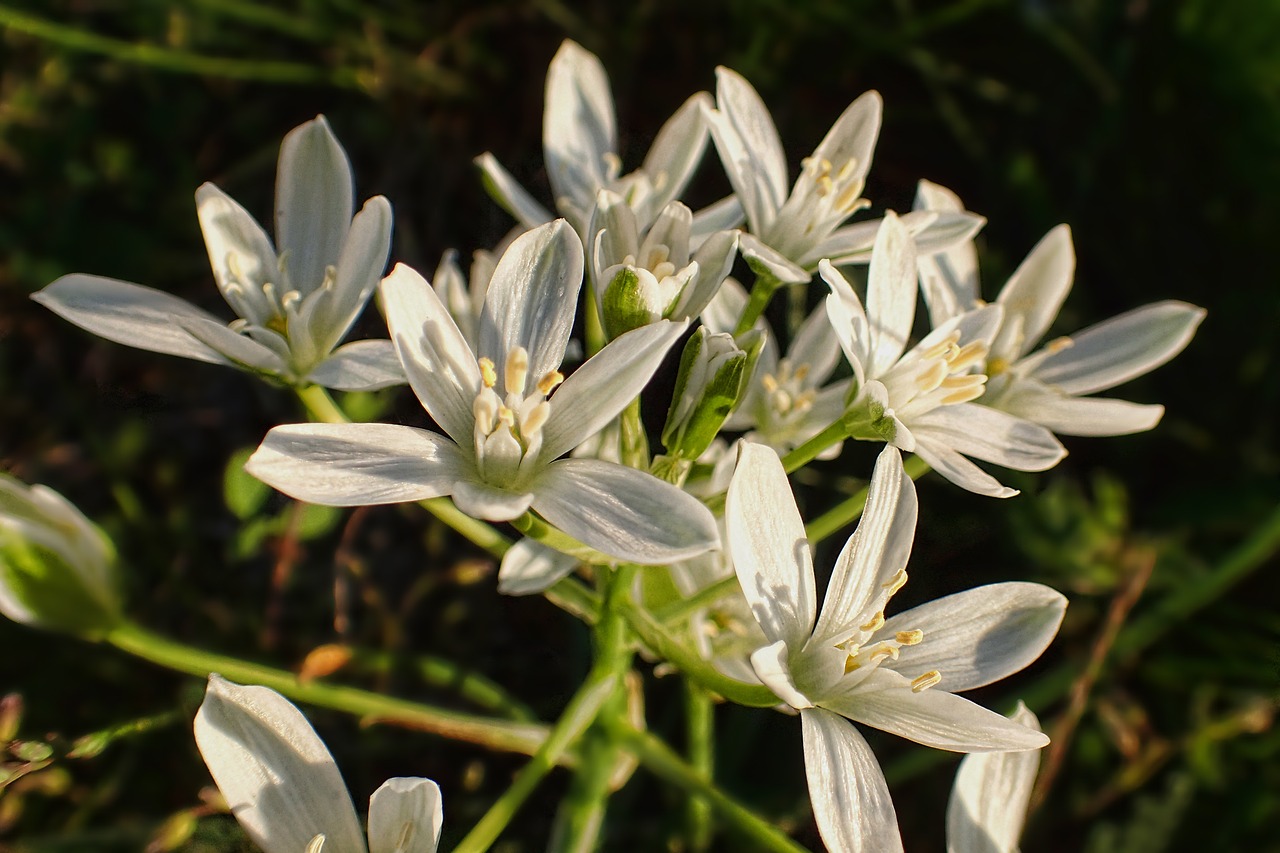 nature flower plant free photo