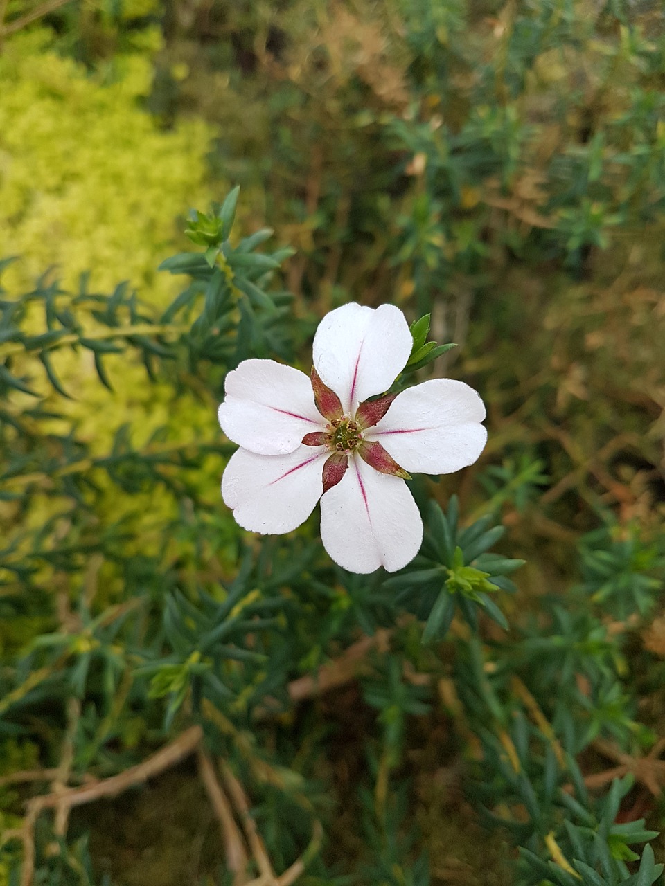 nature flower flora free photo