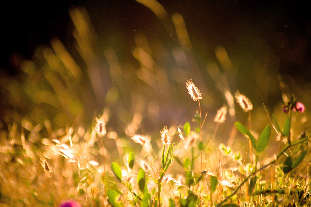 nature field grass free photo